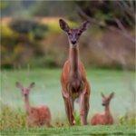 White-tailed deer walk at The Meadows.